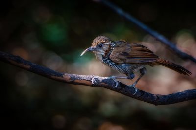 Riesensäbler / Large Scimitar-babbler